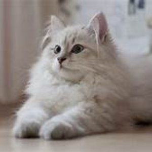 Meet your Posher, Rj